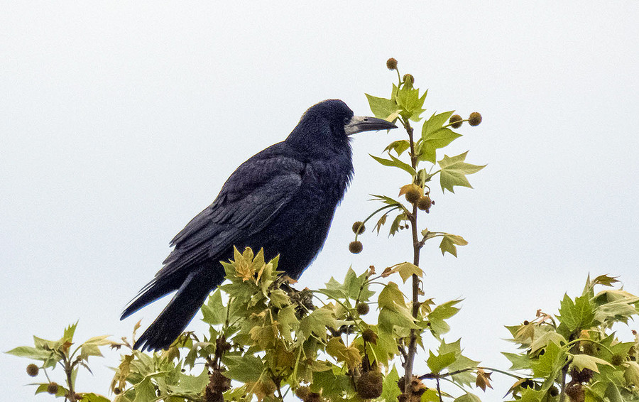 La graula cria per primera vegada a Osona