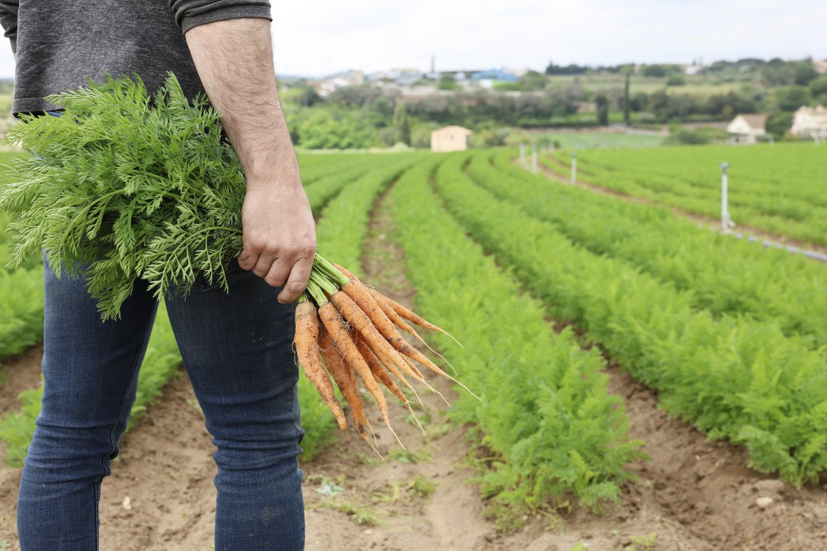 Un cultiu ecològic de pastanagues a Caldes a l'explotació de Verdures Masclans