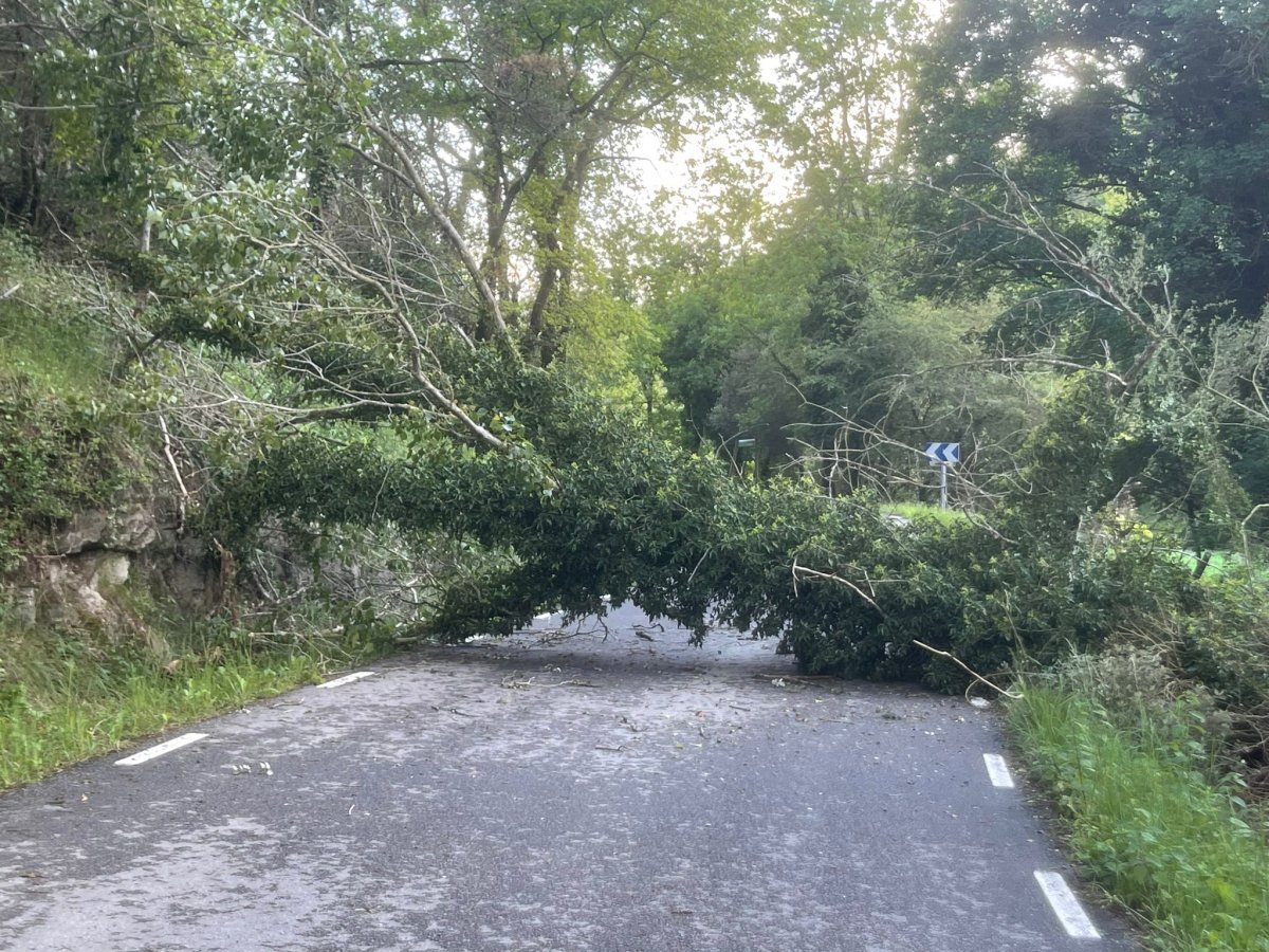 L'arbre caigut ha bloquejat tota l'amplada de la carretera