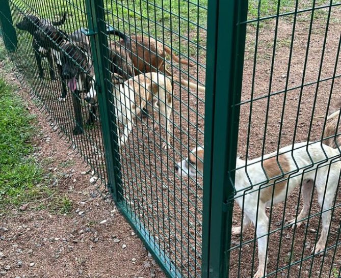 Els gossos abandonats a Manlleu