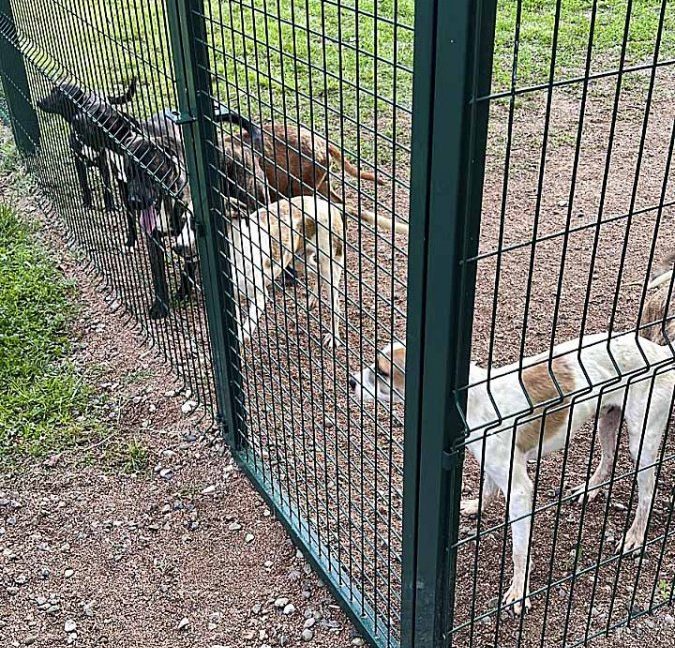 Alguns dels gossos abandonats al tancat