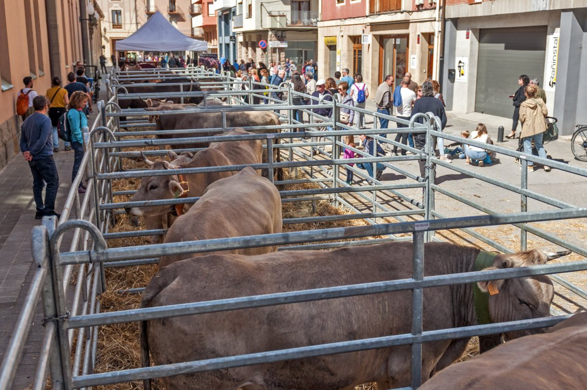 La mostra de bestiar es concentrava diumenge al matí al carrer Mestre Andreu