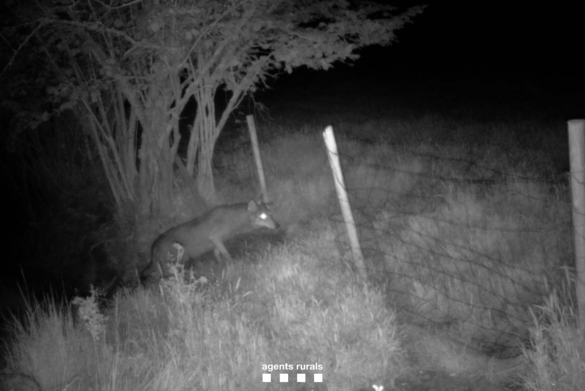 Imatge del llop captada pels Agents Rurals