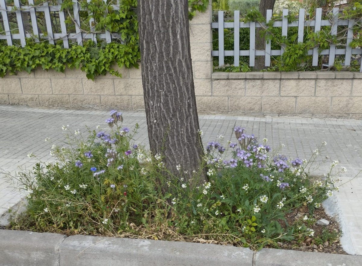 Un dels escocells amb les plantes que han aparegut