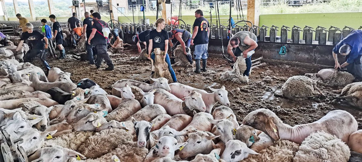 Una vuitantena de persones van participar a l’esquilada d’ovelles, el passat diumenge 26 de maig