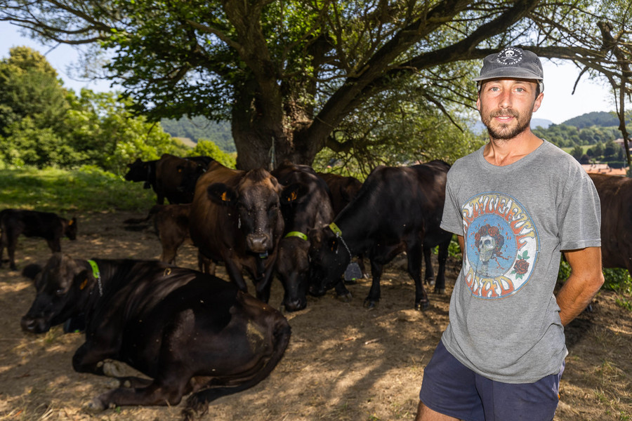 Ricard Villanueva, envoltat de les vaques de pastura del Mas la Sala