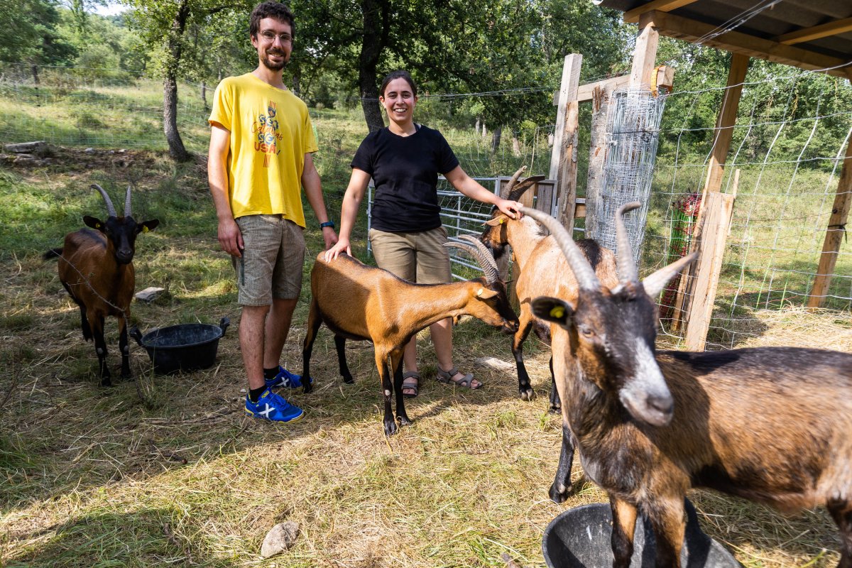 Àlex Canal i Abril Ibáñez, entre algunes cabres i els bocs del ramat que tenen al Mas Casanova