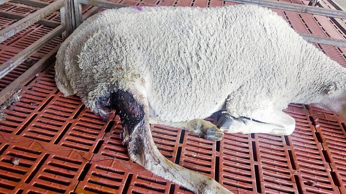 Una de les ovelles atacades pel llop, amb ferida oberta en una de les potes