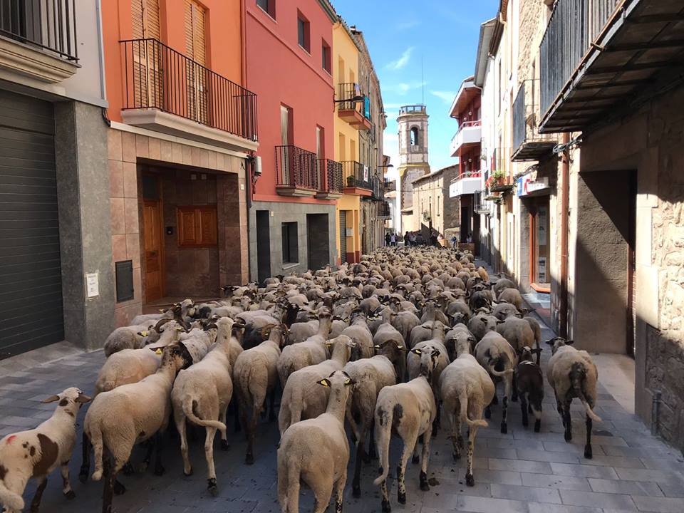 Un ramat passant pel centre de Prats