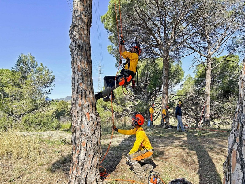 Membres d’ADF fent treballs forestals al voltant d’una línia elèctrica