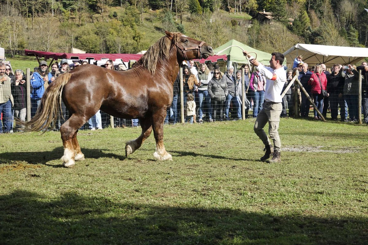 El cavall Rambo, del Mas Serradell de Vilallonga de Ter, va ser escollit el millor semental en aquesta edició del concurs