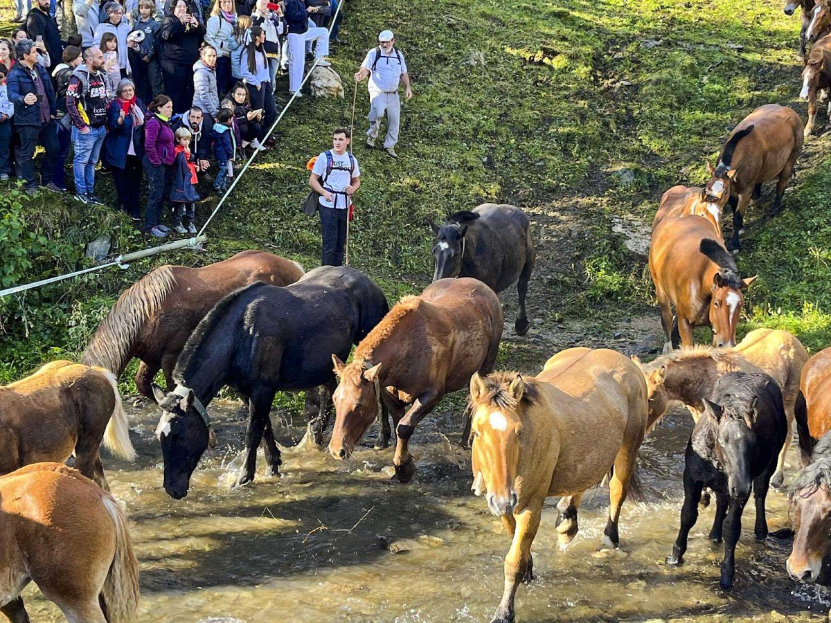 Eugues i pollins travessant el riu, aquest diumenge, abans d’arribar als plans d’Espinavell