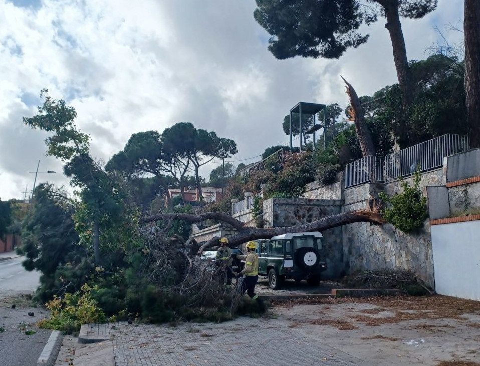 El pi tremcat que ha malmès un tot terreny a la carretera de Barcelona