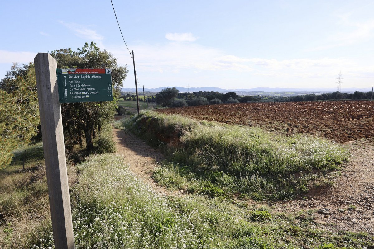 El terrenys de Samalús on Estabanell projecta el parc solar de quatre hectàrees