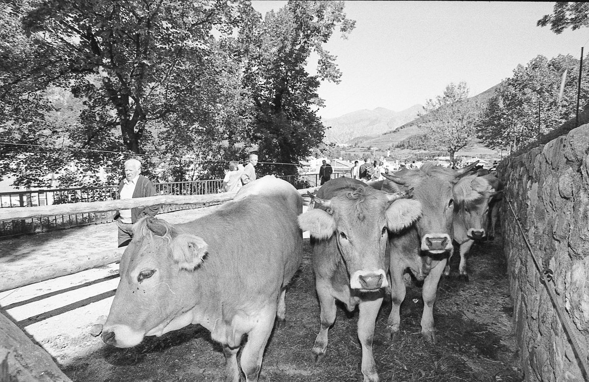 Una de les primeres edicions de la Fira de la Vaca Bruna de Ribes, l'any 1999