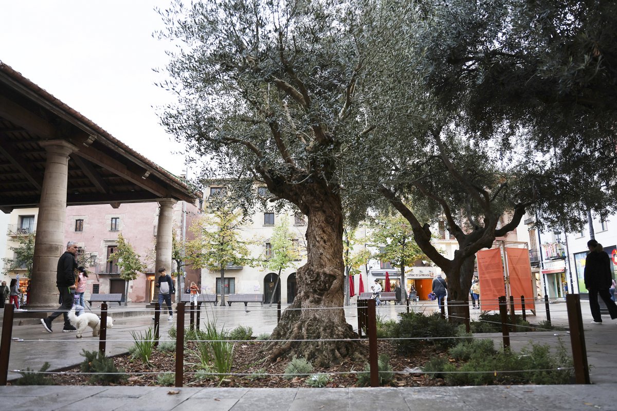 L'epai de les oliveres després de les millores que s'hi han fet