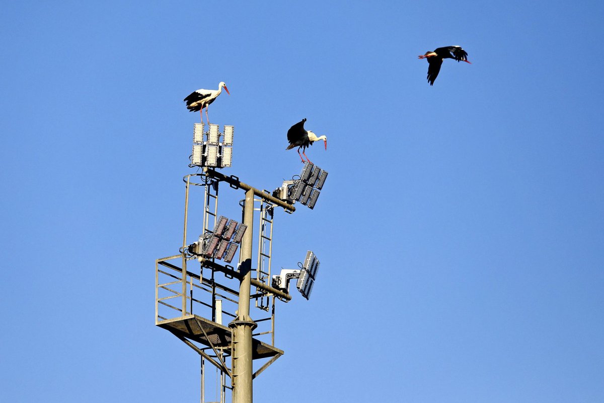 Cigonyes al voltant d'una torre amb focus elèctrics, a Vic, el setembre de l'any passat