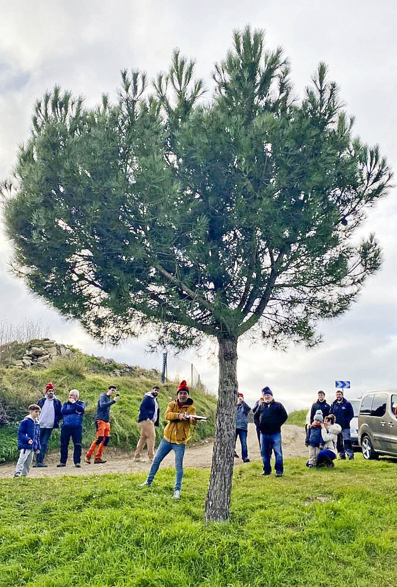 El pi escollit per ser tallat, marcat amb una escopetada el dia de Sant Esteve