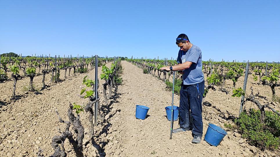 Selecció Deseuras és una de les empreses d'Osona que participen en projectes d'exportació de biofertilitzants a les vinyes del Penedès