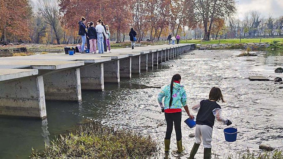 Alumnes recollint mostres a la passera del Ter de Manlleu