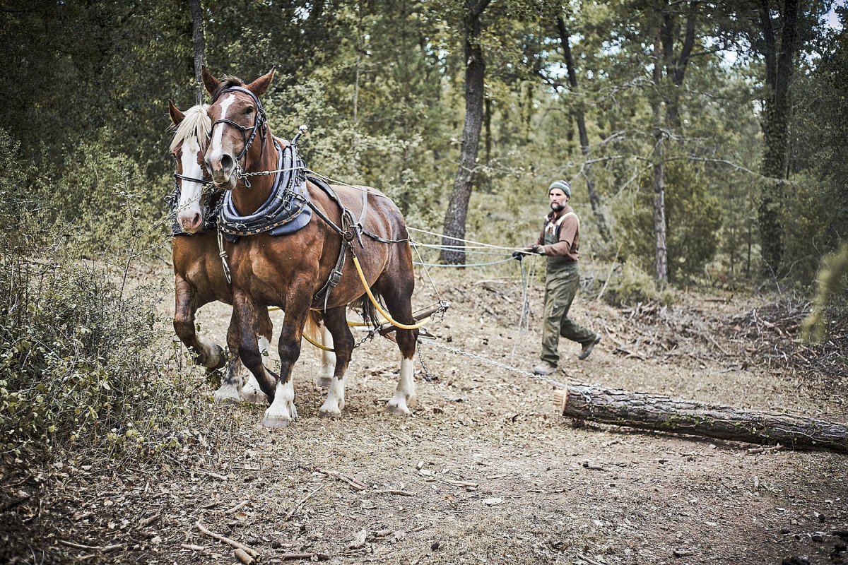 Torras i les seves eugues també fan treballs forestals, com arrossegar llenya