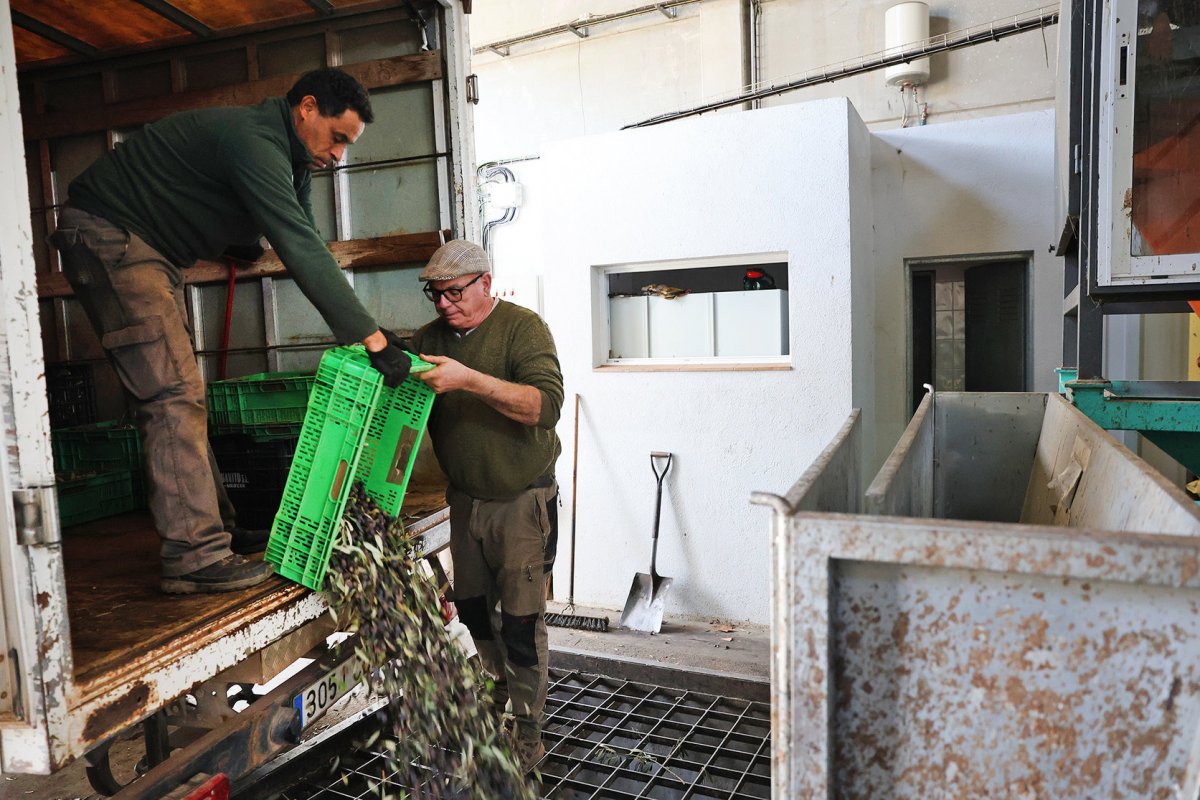 El molí de Can Sapera, a Santa Eulàlia, durant la producció de l'oli