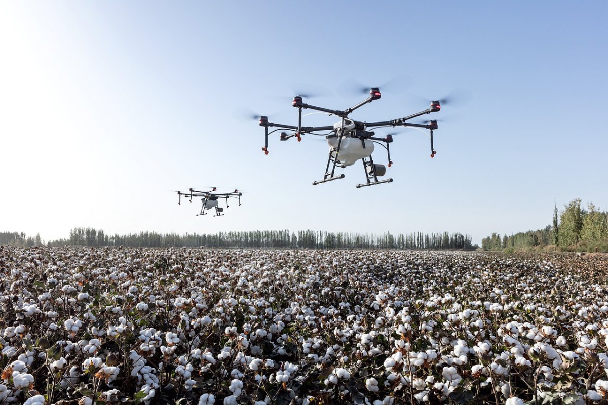 Drons controlant una plantació de cotó