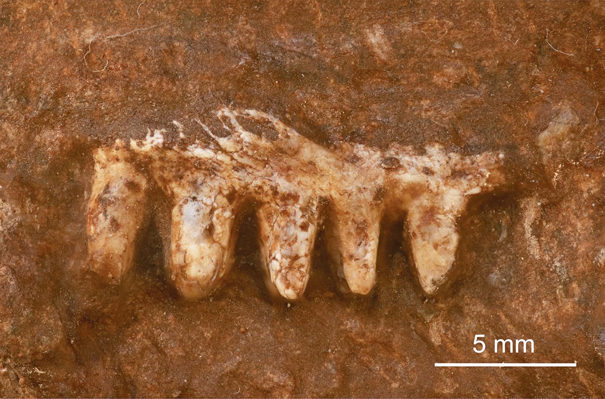 Cinc dents localitzades al Montseny
