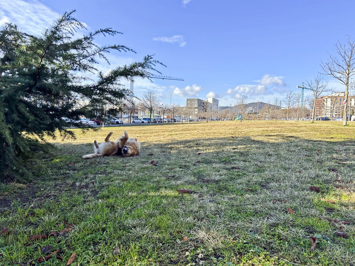 En Max rebolcant-se a la gespa on es projecta la setena zona per a gossos