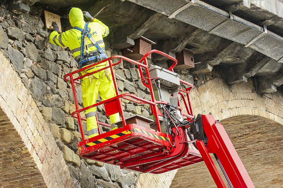 Instal·lació de caixes niu al pont de Roda