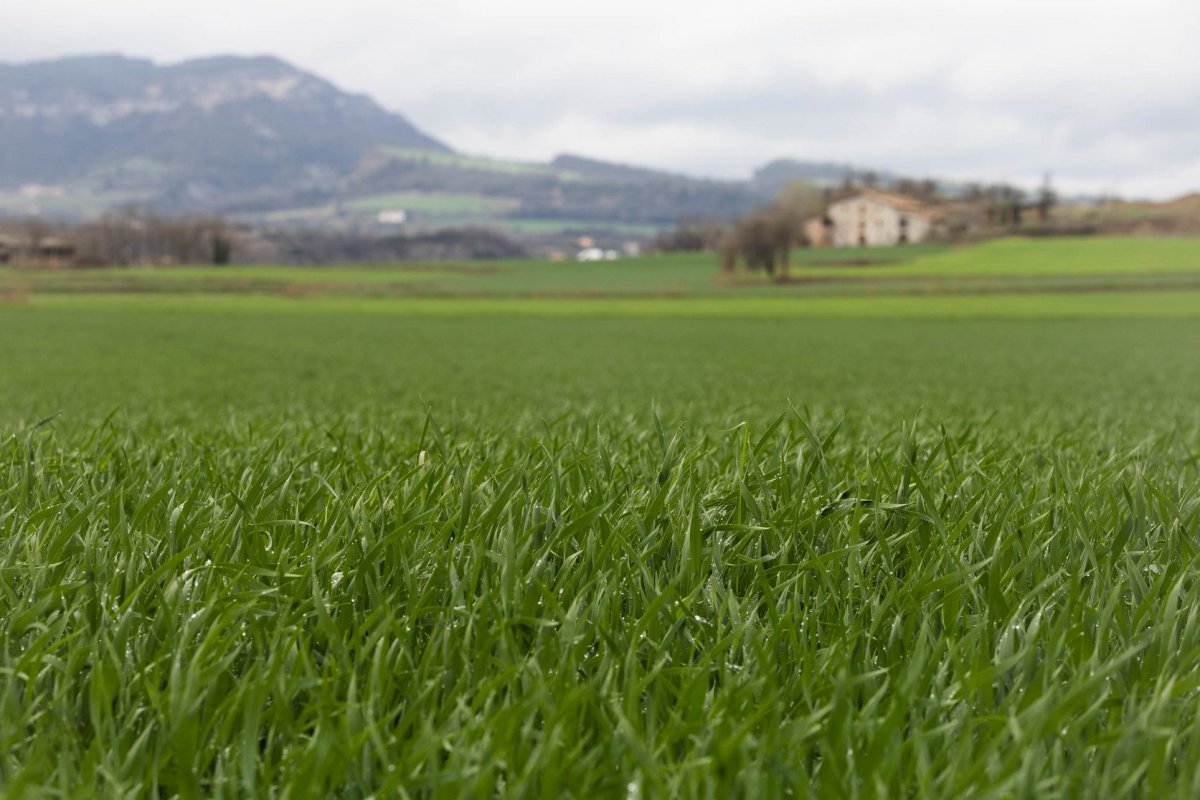Imatge d'arxiu d'un camp de conreu