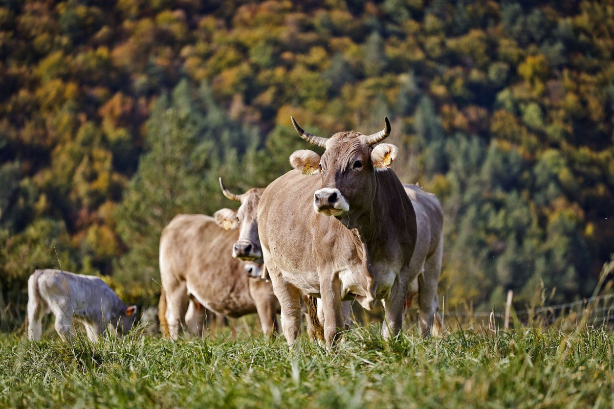 Un ramat de vaques de pastura