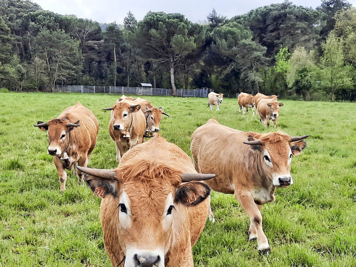 Ramat de vaqeus aubrac