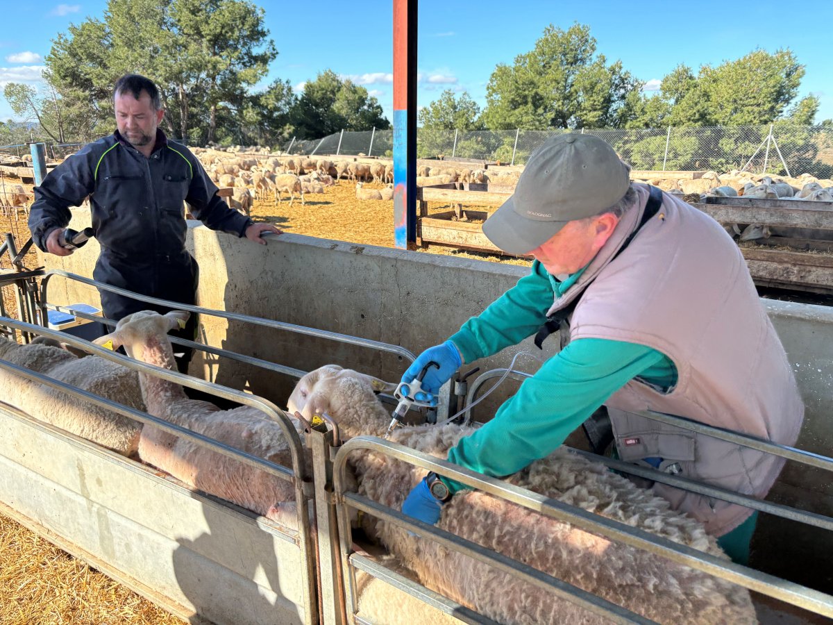 La vacunació del serotip 3 va començar la setmana passada a Alcarràs