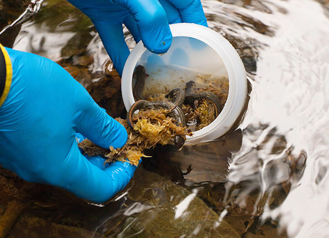 Un dels darrers alliberaments de tritons en torrents del Montseny
