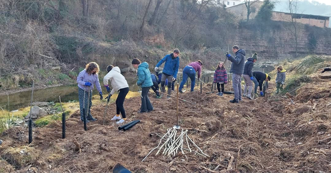 Treballs per recuperar el bosc de ribera a Oristà