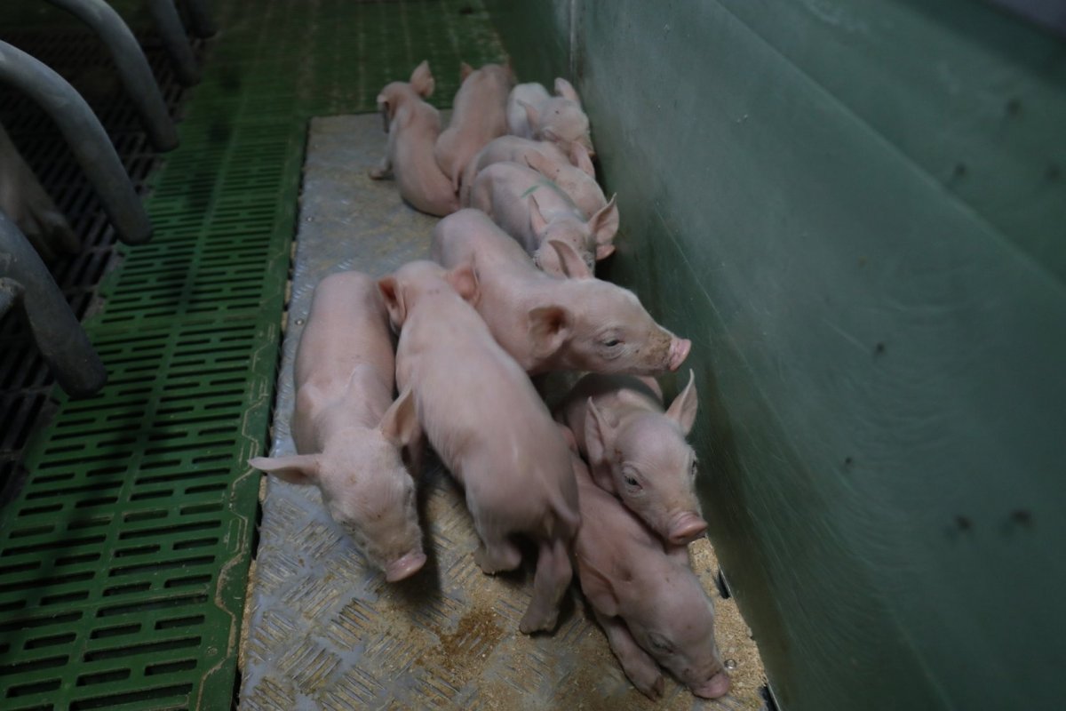 Garrins en fase de lactació en una granja d'Osona