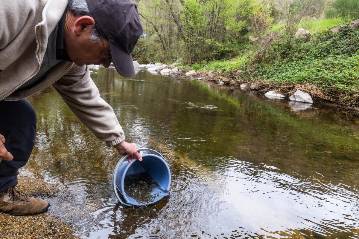 Un dels membres de la Societat de Pescadors de Viladrau, dimecres alliberant els peixos
