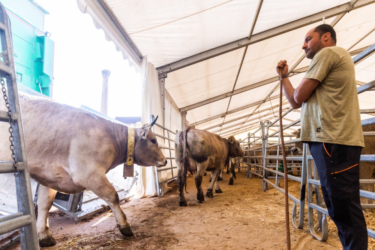 Descarregada de vaca bruna a les carpes de l'esplanada del Sucre, aquest dijous a la tarda