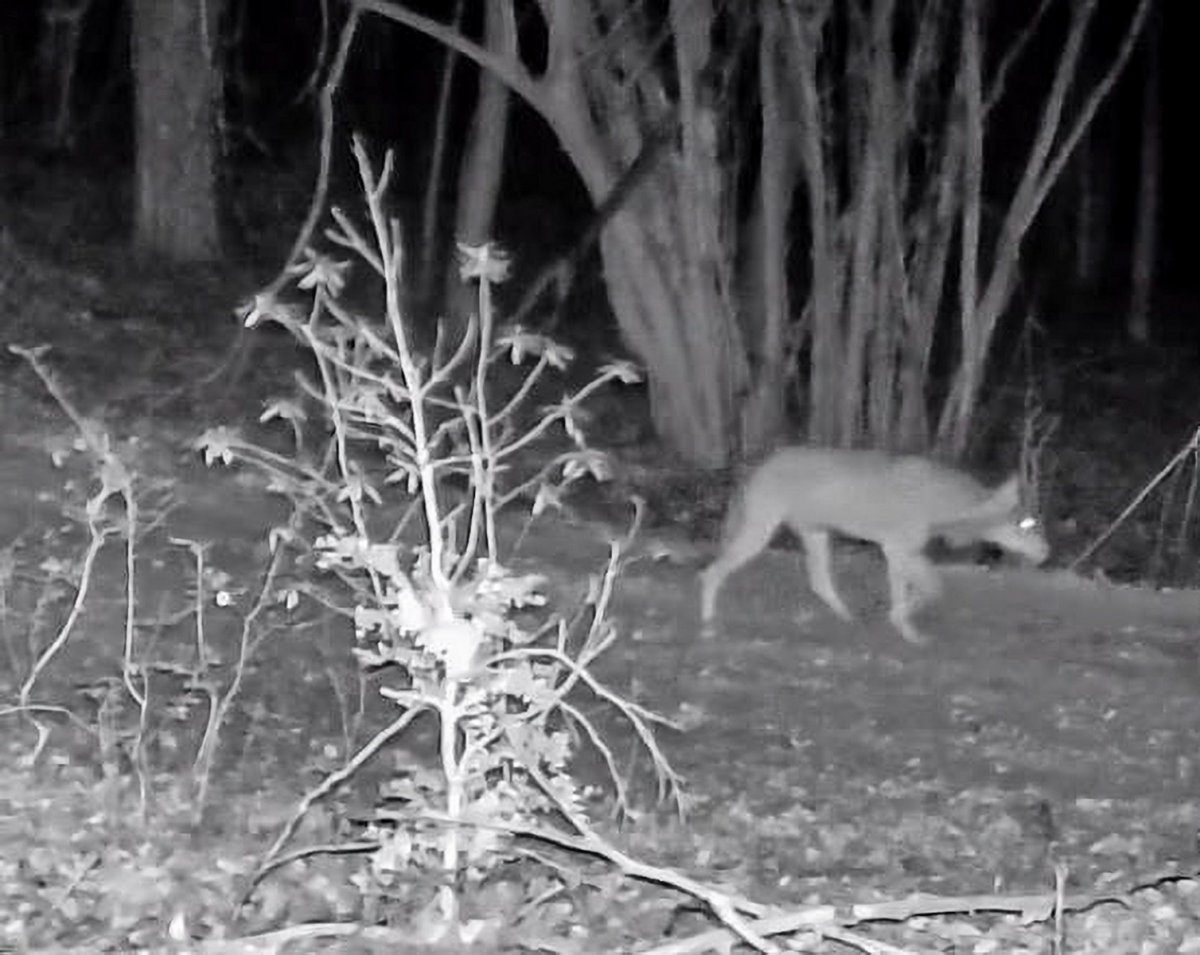 El llop del Collsacabra captat per una càmera de fototrampeig