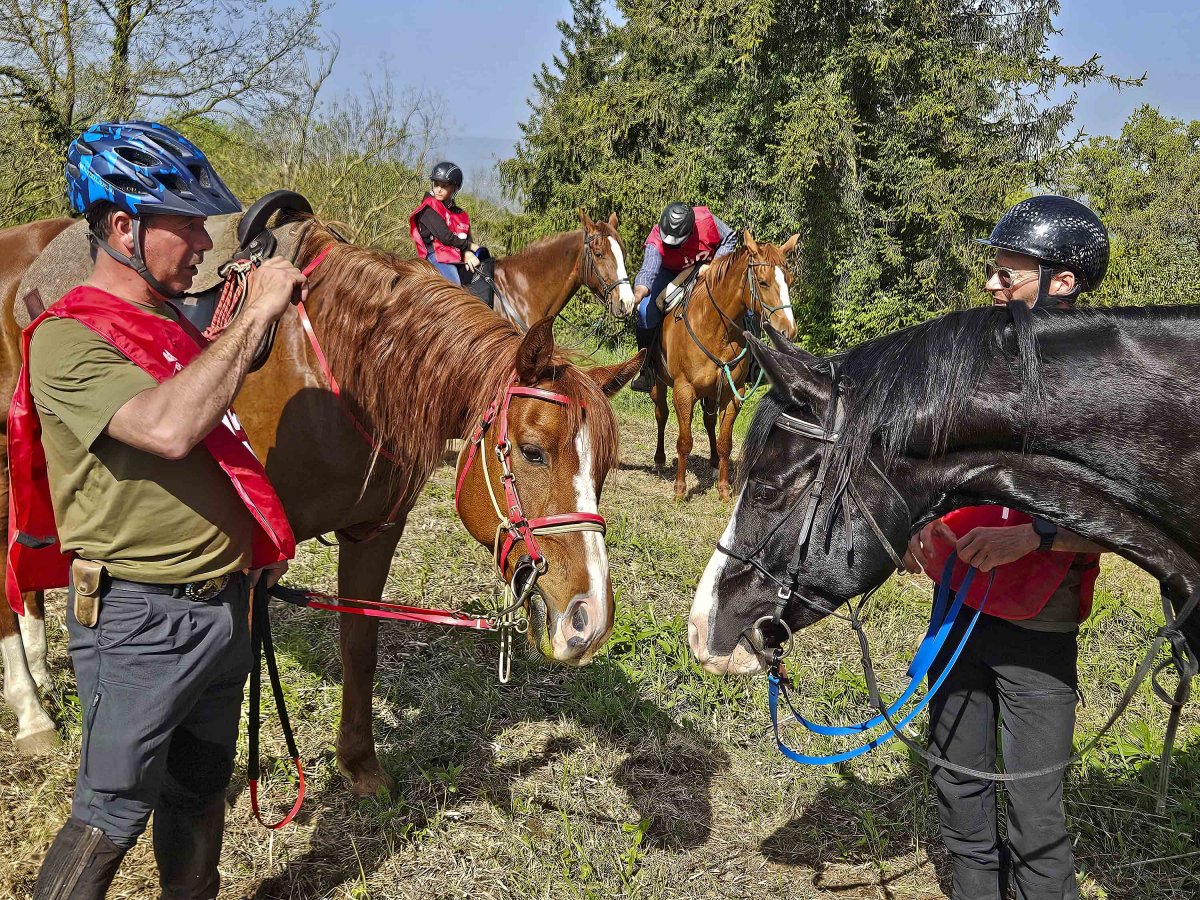 A la trobada hi van participar 140 cavalls d'arreu de l'estat