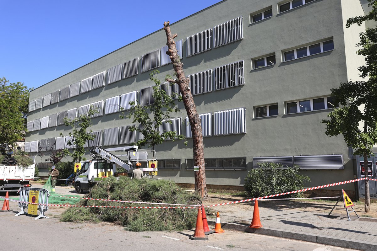 Els treballs per tallar l'arbre