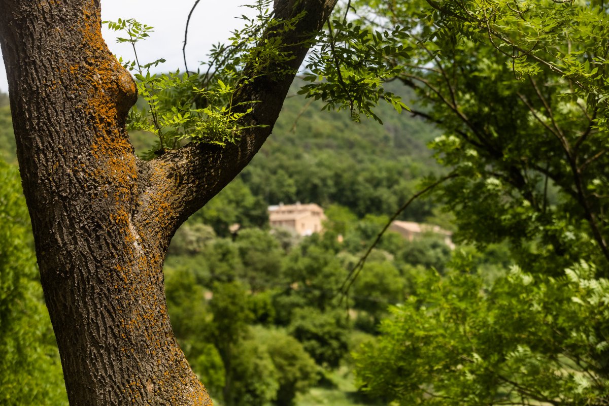 Vista de l'interior del parc del Castell de Montesquiu