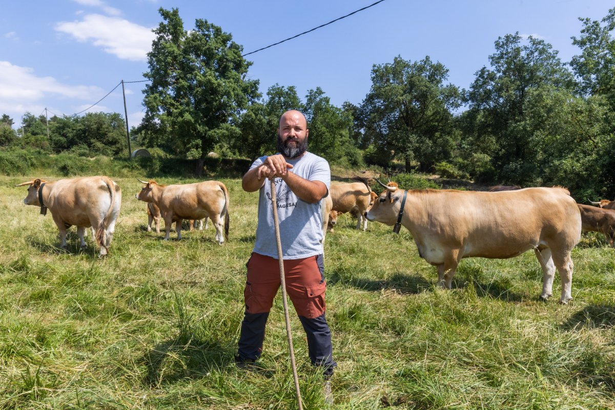 Àngel Marc Villazala amb algunes de le vaques del ramat d'Aubrac del Sorreigs, a Sobremunt