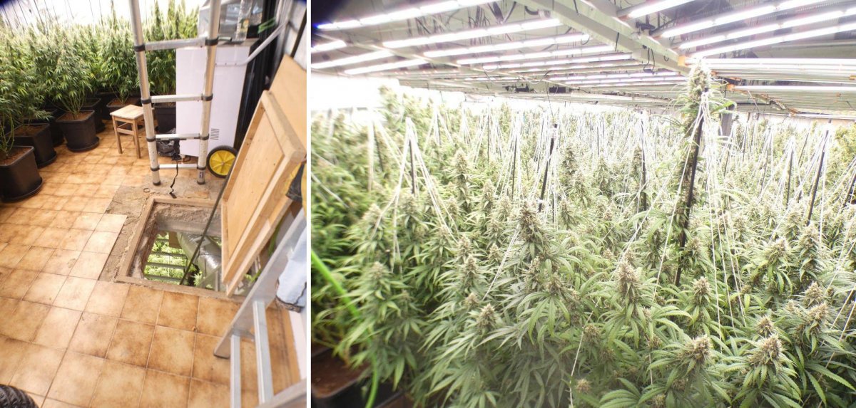 La plantació estava en un estat avançat de creixement i repartida en tres pisos