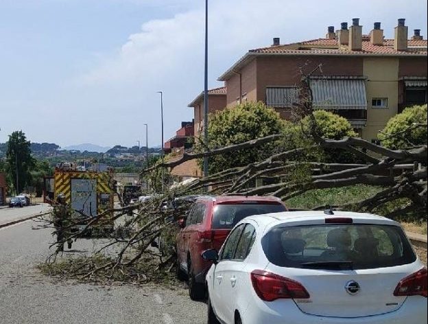 Una part de l'arbre va caure sobre el carrer del Pont de Corró d'Avall