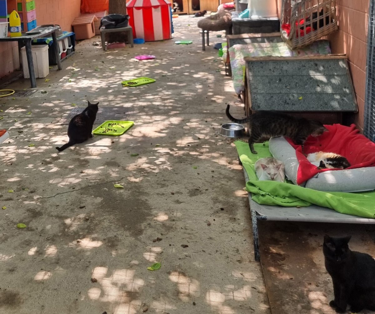 El solar on estaven els vuit gats i els dos gossos