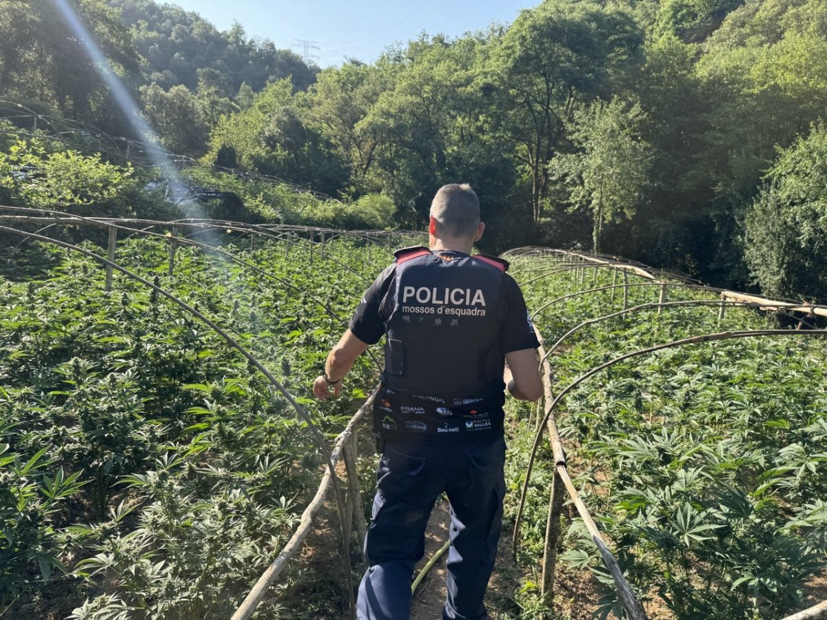 Un agent dels Mossos a la plantació de Sant Sadurní d'Osormort