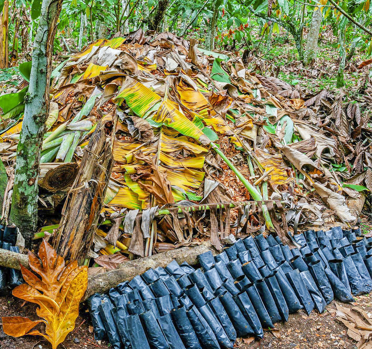 El compost per al cultiu del cacau a la cooperativa CECAQ-11 de Sao Tomé i Príncipe ha permès reduir encara més les emissions de CO2. Foto: Oxfam Intermón