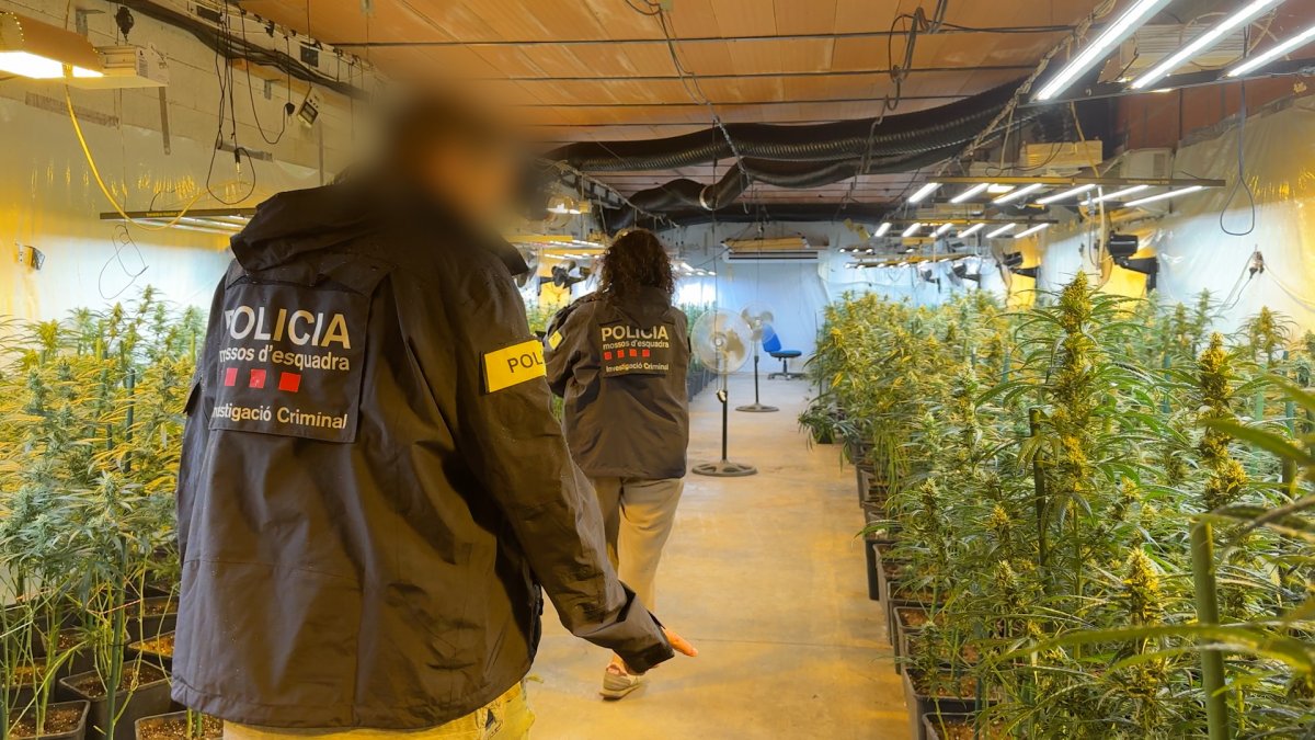Agents dels Mossos a la planta de Llerona on es va localitzar la plantació de marihuana